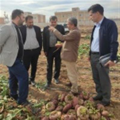 Development of promising red beet genotypes at Sugar Beet Seed Institute (SBSI)
