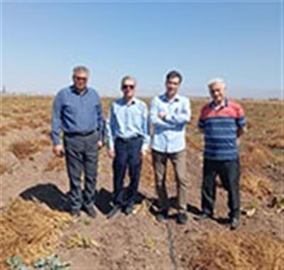 Director of the institute visits sugar beet seed production fields in Ardabil