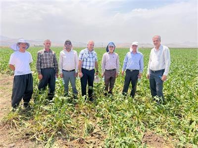 Development of autumn-sown sugar beet cultivation